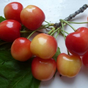 Саженцы Черешня Краса Кубани