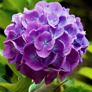 Гортензия Мэджикал Фламенко Блю (Magical Flamenco blue)