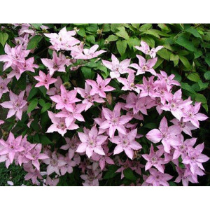 Саженцы Клематис Хегли Хайбрид ( Hagley Hybrid )