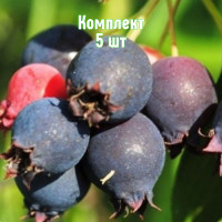 Комплект 5шт / Ирга Красноярск..
