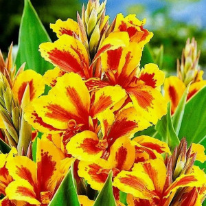 Канна Райне Шарлотт Канна Райне Шарлотт