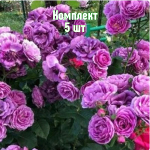 Саженцы Комплект 5шт / Роза Минерва (флорибунда)