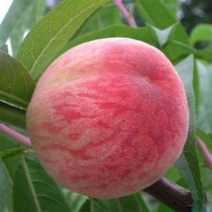 Саженцы Персик Посол Мира