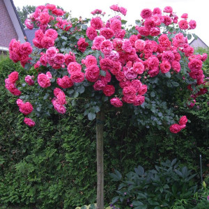 Саженцы Штамбовая Роза Розариум Ютерзен