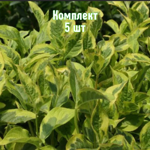 Саженцы Комплект 5шт / Вейгела пестролистная Костериана ва..