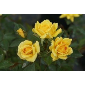 Саженцы Роза Йеллоу Эвелин (Yellow Eveline) (спрей)